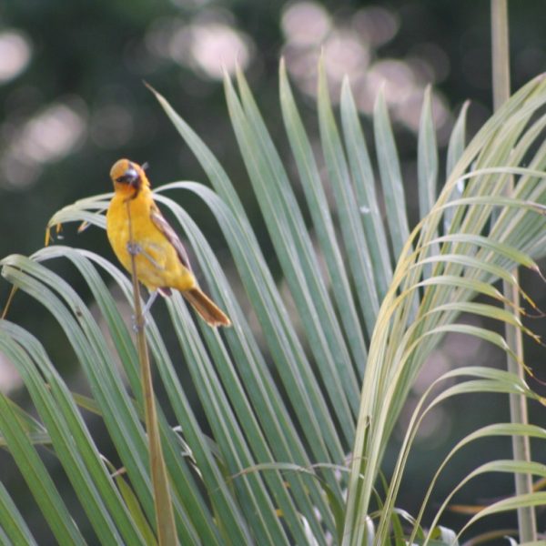 Aves 18 Bolsero Dorsirrayado (Medium)