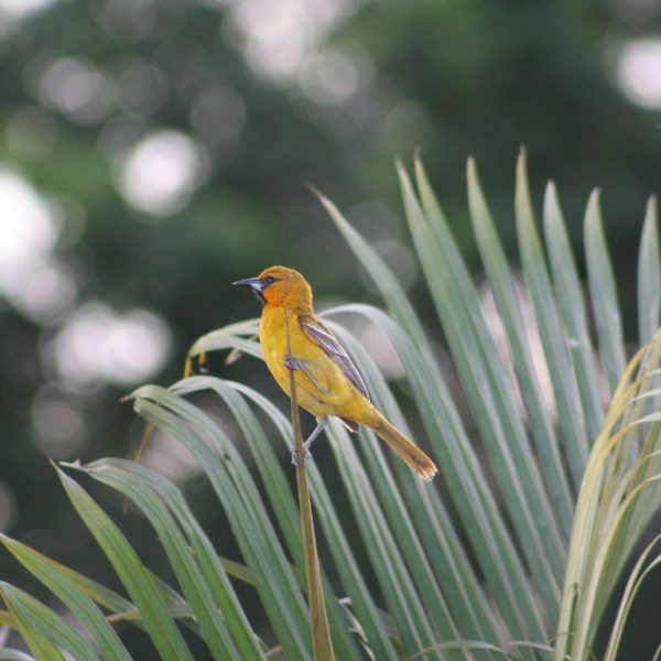 Aves 19 Bolsero Dorsirrayado (Medium)