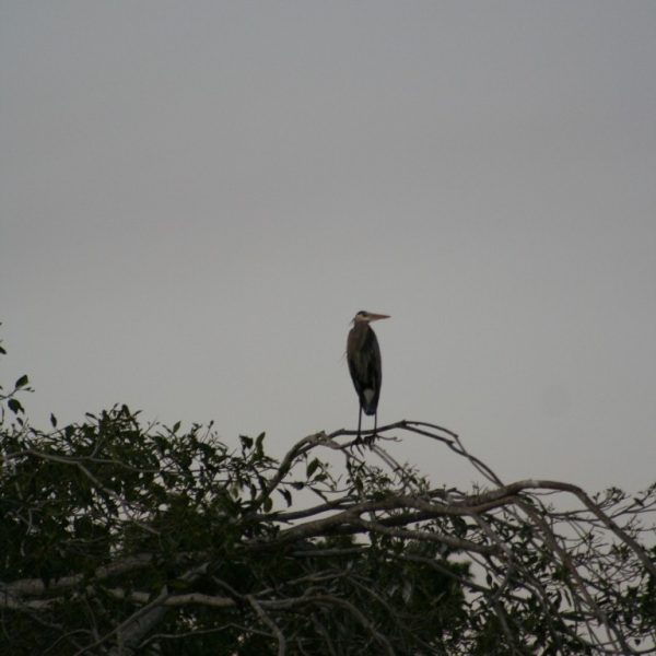 Aves 20 Garzas Arboles (Medium)