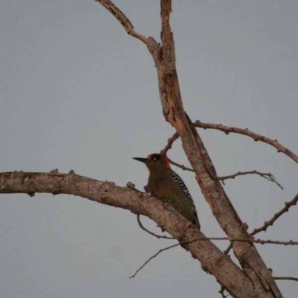 aves 54 Pájaro Carpintero (Medium)
