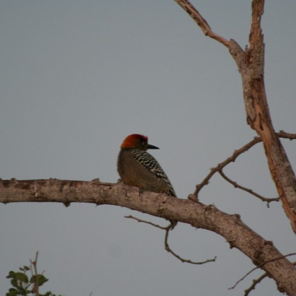 aves 55 Pájaro Carpintero (Medium)