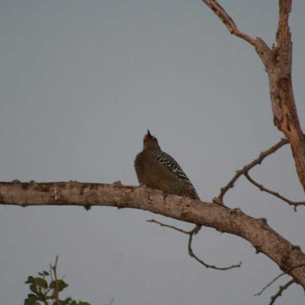 aves 56 Pájaro Carpintero (Medium)