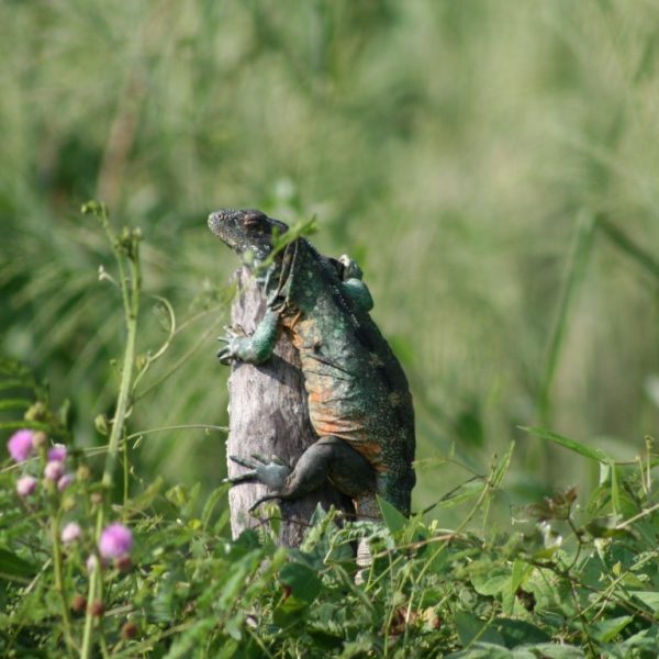 01 01 Iguana (Medium)