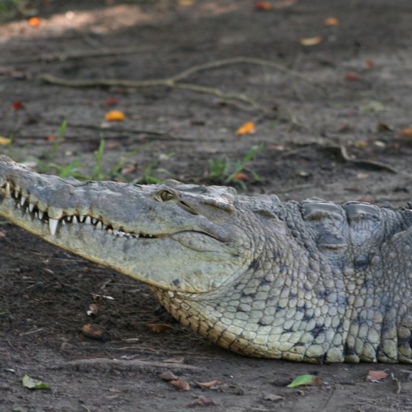 05 cocodrilos (Medium)