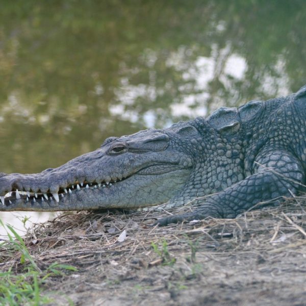 06 cocodrilos (Medium)