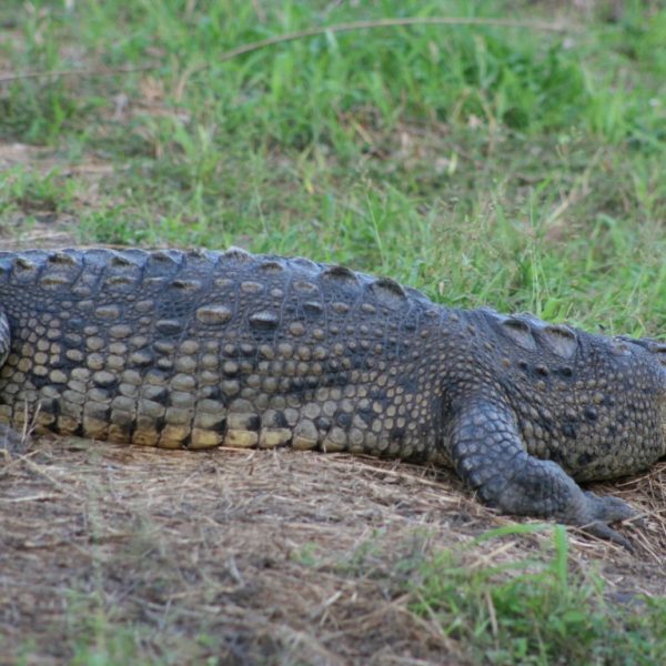 07 cocodrilos (Medium)